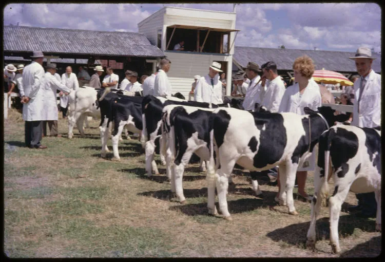 Beef cattle competition, Pukekohe, 1960