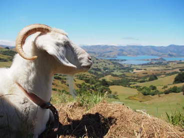 Image: Admiring the view of Banks Peninsula with a goat at the Hilltop Tavern