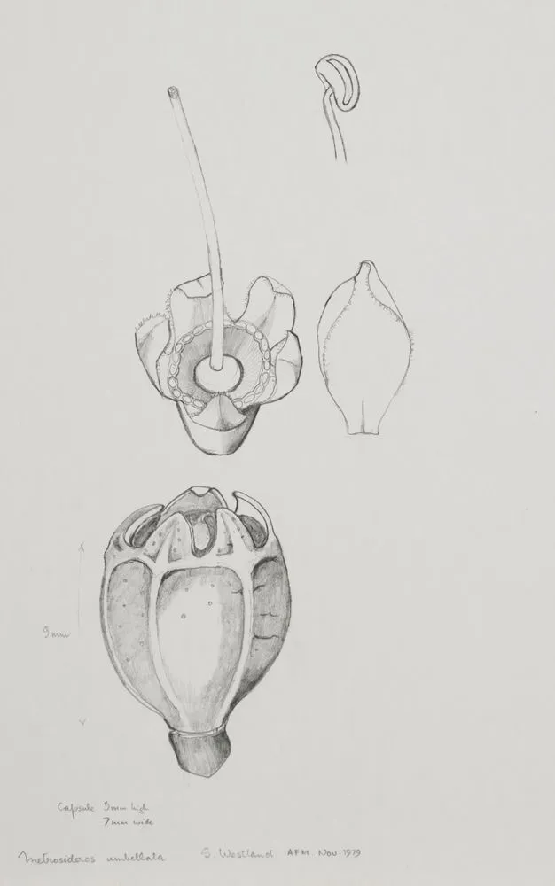 Myrtaceae - Metrosideros umbellata