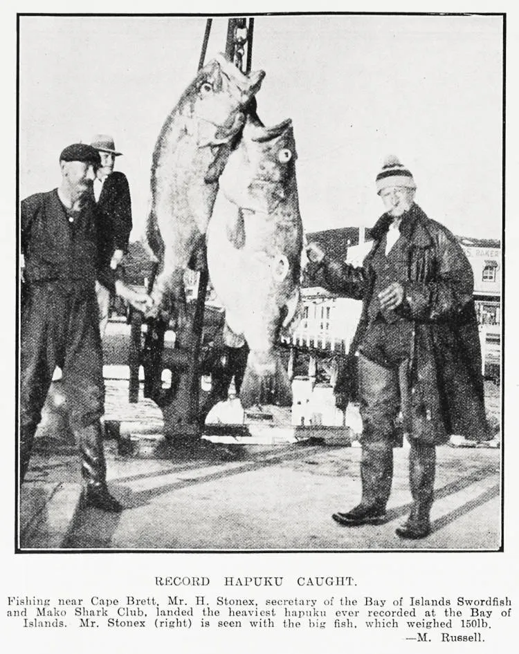 Record hapuku caught
