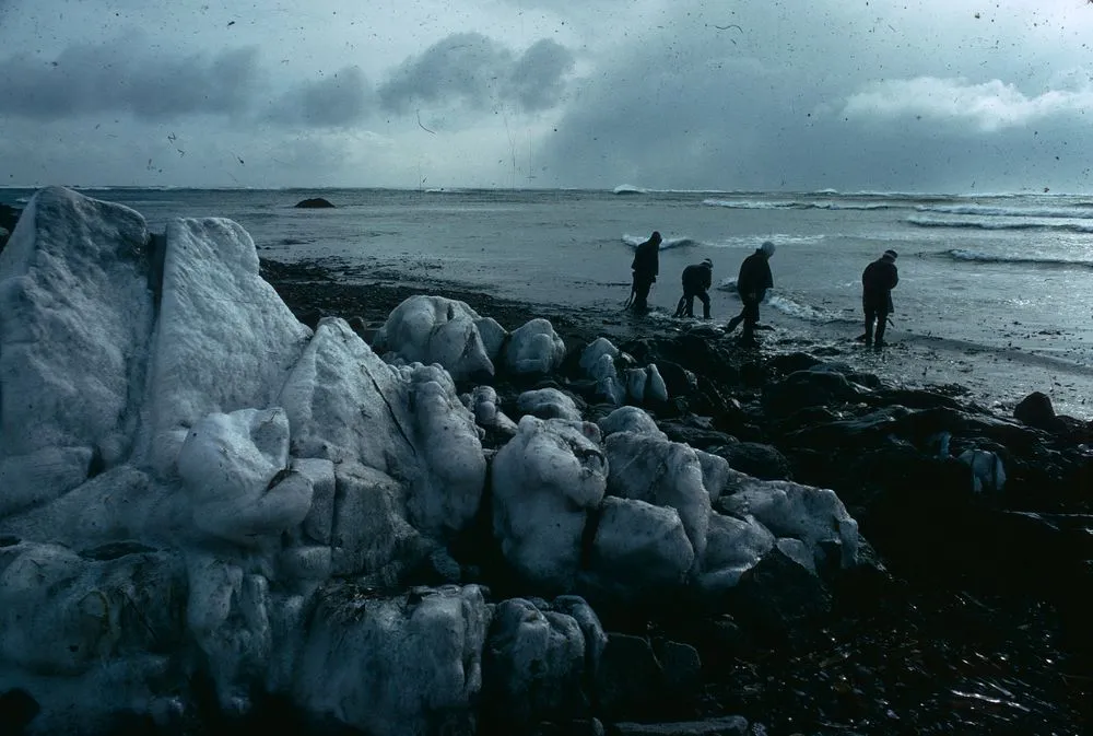 Japan series: seaweed