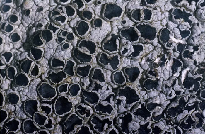 Photograph of a lichen (Parmeliaceae family), Campbell Island