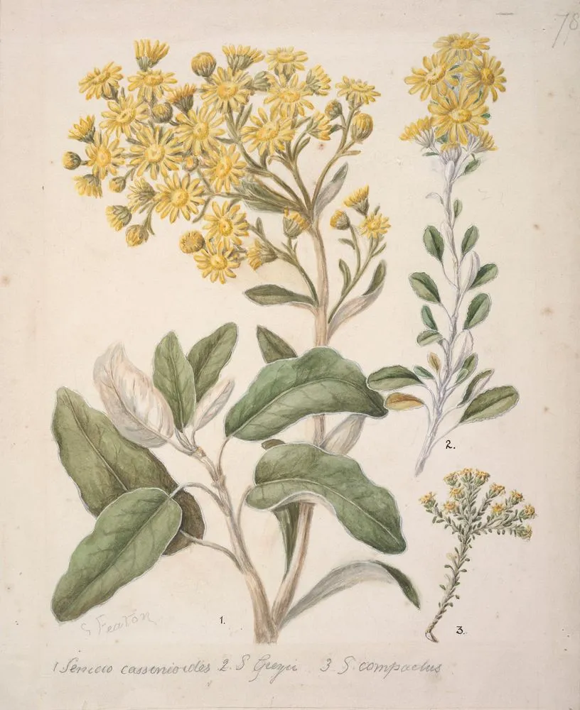 [ Daisy (Brachyglottis) ]