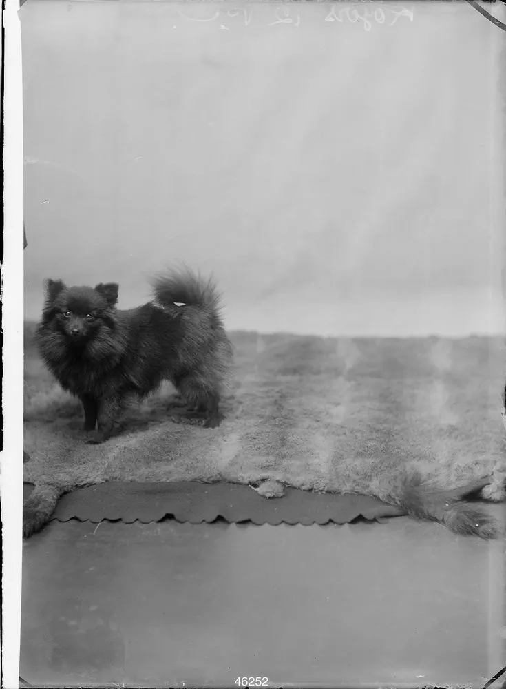 Studio portrait of small dog