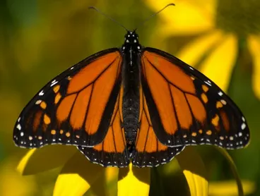 Image: Monarch
