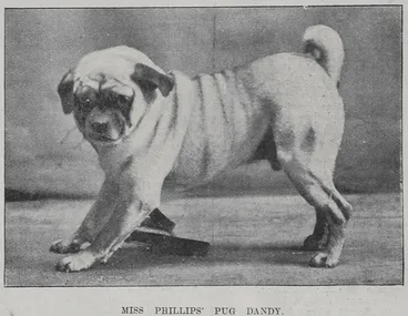 Image: Miss Phillips Pug dog 'Dandy'