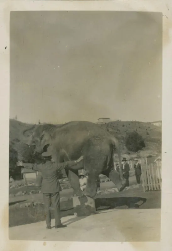 Elephant at Auckland Zoo