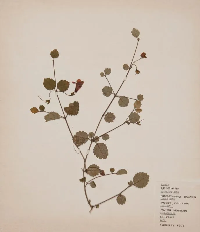 Taurepo (Rhabdothamnus solandri)