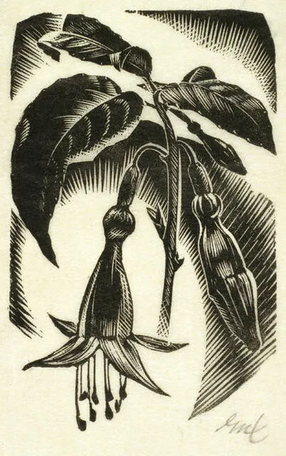 E. Mervyn Taylor - Native Fuchsia