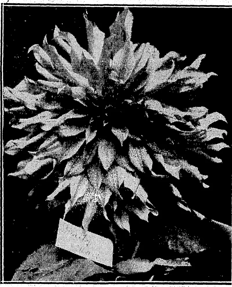 Sport and General^ Photo. SIGNOR GRANDI,. who yesterday MR. JUNNOSUKE INOUYE, announced Italy's disarmament Japan's ex-Minister of Finance, proposals to the Conference now who^was assassinated in Tokio yessitting at Geneva. ' terday. (Evening Post, 11 February 1932)