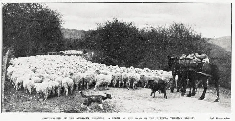 Sheep-droving in the Auckland province: a scene on the road in the Rotorua thermal region