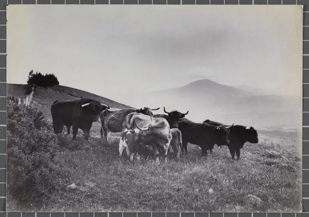 Highland cattle on Flagstaff Hill, Dunedin