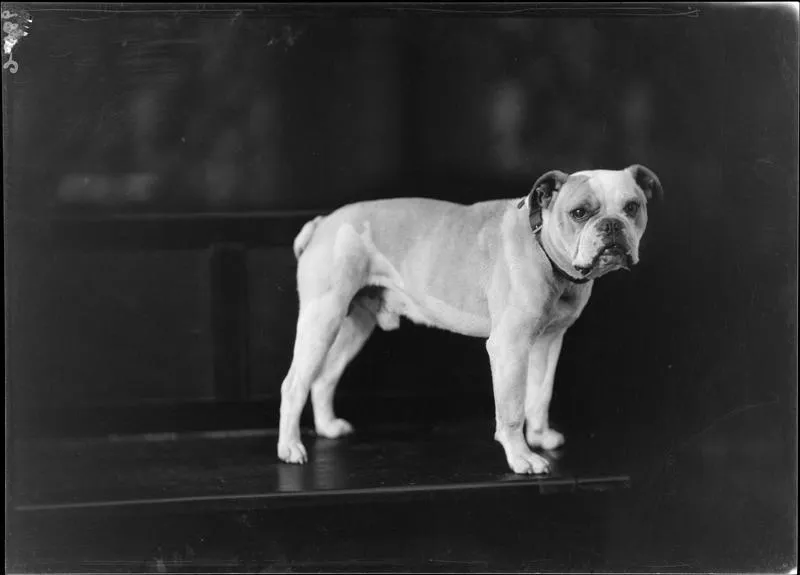 Unknown, Dog