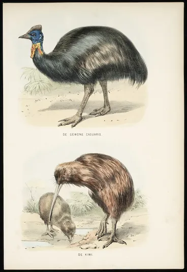 Image: Artist unknown :De gewone casuaris. De Kiwi. [Amsterdam, ca 1820?]