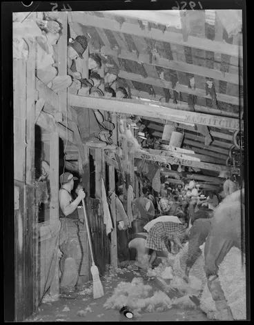Image: Sheep shearing at Ohinewairua Station