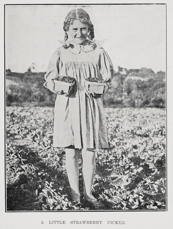 A little strawberry picker