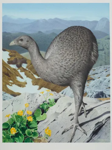 Image: Upland Moa. Megalapteryx didinus. From the series: Extinct Birds of New Zealand.
