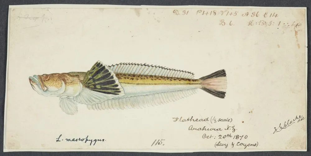 Leptoscopus macropygus (NZ) : Estuarine stargazer