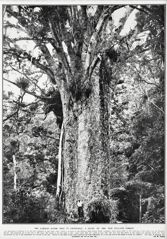 The largest kauri tree in existence: a giant of the New Zealand forest
