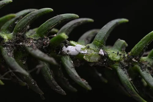 Uhleria araucariae