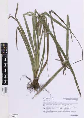 Cyperus macrophyllus