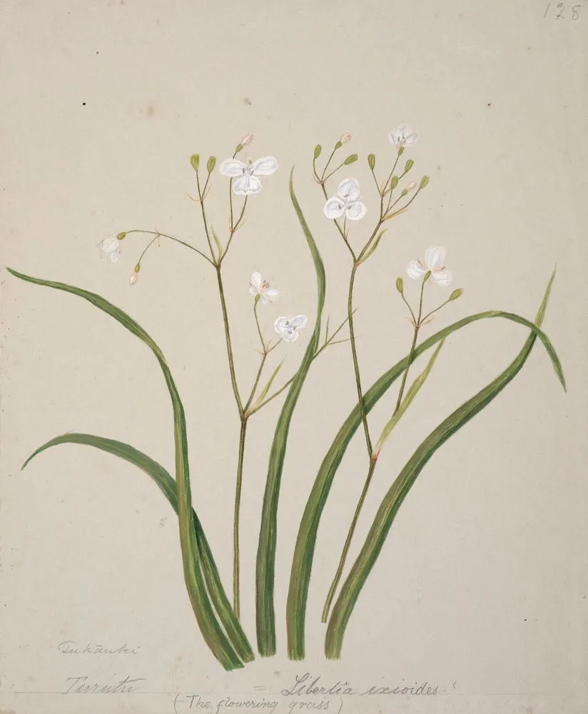 Tukautei/ Libertia ixioides