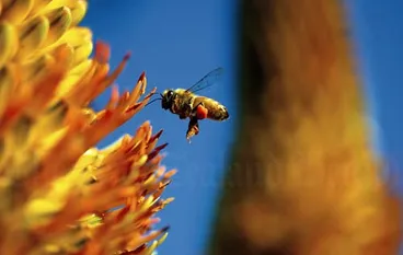 Image: Collecting pollen