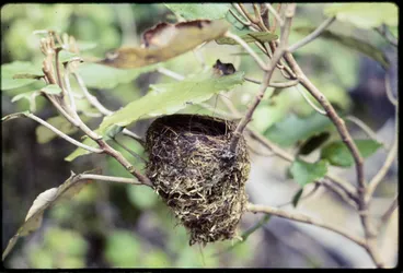 Image: Fantail nest 1. Note shelter leaf