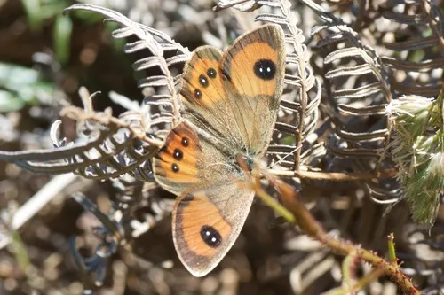 Common Tussock