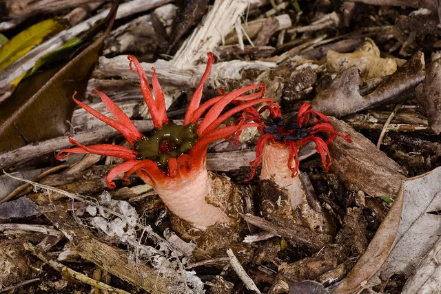 Stinkhorn fungus (Aseroe rubra)