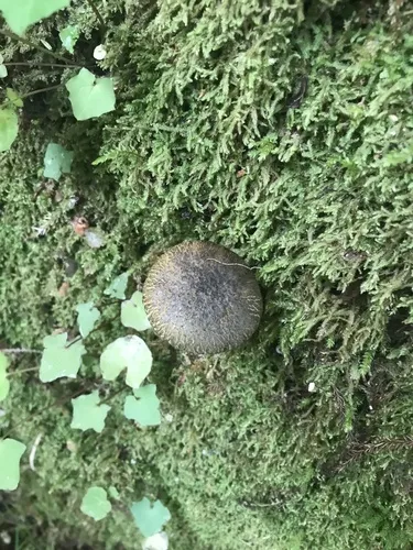 Amoenoboletus mcrobbii