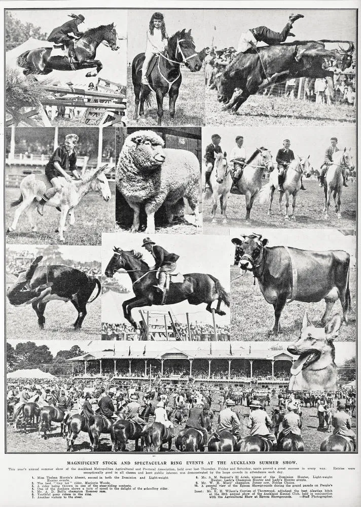 Magnificent stock and spectacular ring events at the Auckland summer show