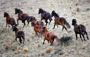 Image: Kaimanawa horses
