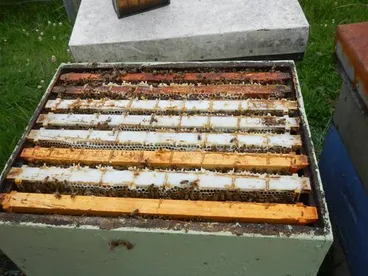 Image: Apis mellifera