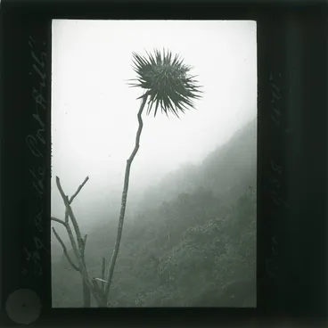 Image: Fog on the Port Hills, Banks Peninsula District, Canterbury, with cabbage tree