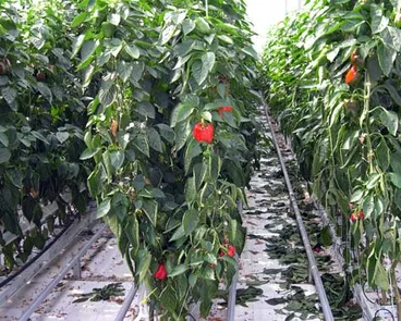 Capsicums growing in a greenhouse Image: Capsicums growing in a greenhouse