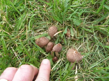 Image: gilled mushrooms