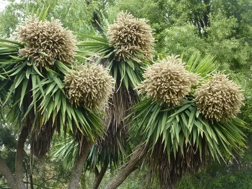 Cabbage Tree