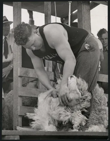 Image: Godfrey Bowen shearing a sheep