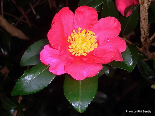 'Crimson King' Camellia sasanqua 'Crimson King'