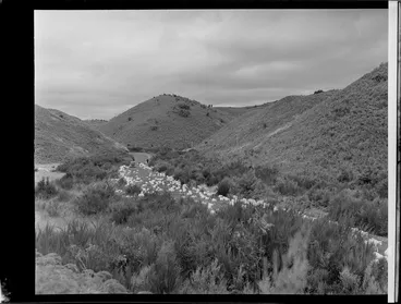Image: Sheep on the road outside Rotorua