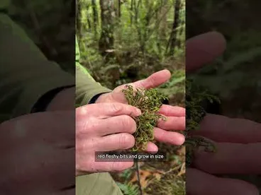 Image: Feeding the kākāpō  chicks on Whenua Hou | RNZ