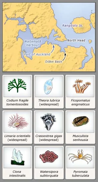 Marine invasives in the Auckland region