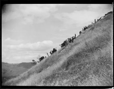 Image: Cattle on the skyline, Mangamahu