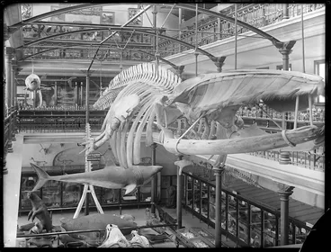 Image: Otago Museum interior