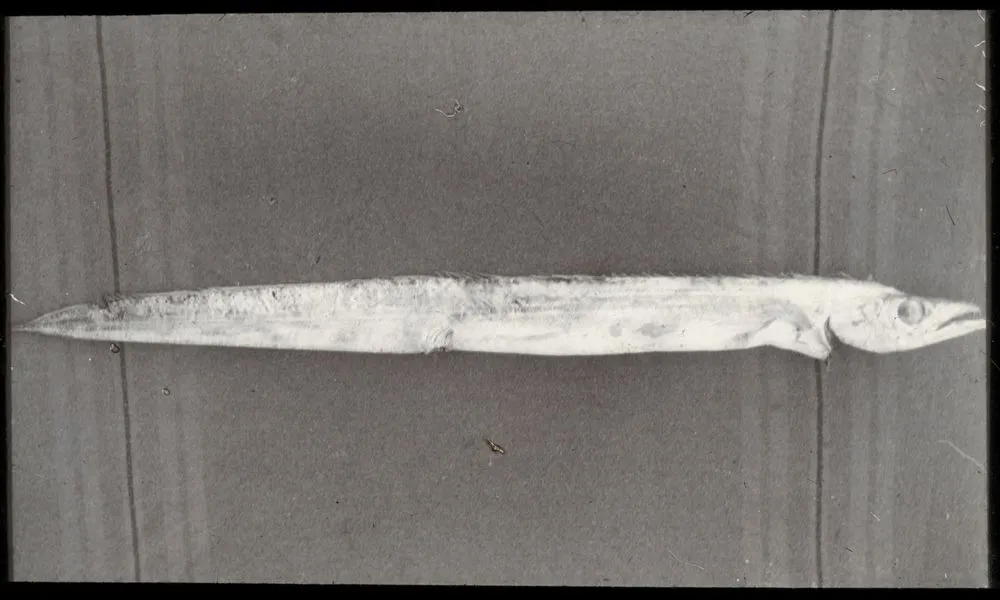 Frost-fish (Lepidopus caudatus) taken at Hokio Beach, Horowhenua