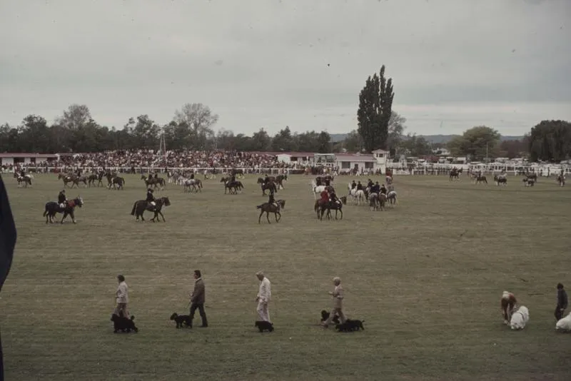 Showday at Tomoana Showgrounds, farm animal parade