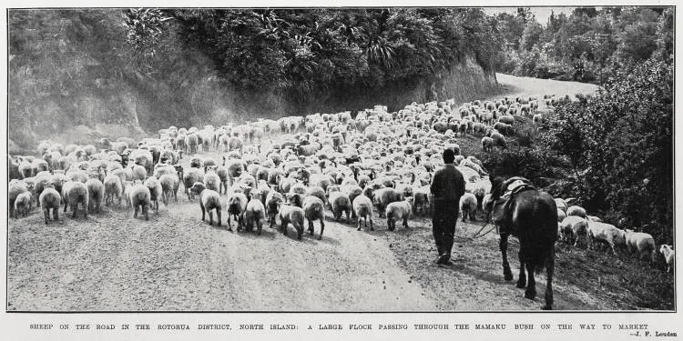 Sheep on the road in the Rotorua District, North Island: a large flock passing through the Mamaku Bush on the way to market