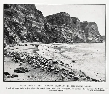 Image: Sheep droving on a 'beach highway' in the North Island