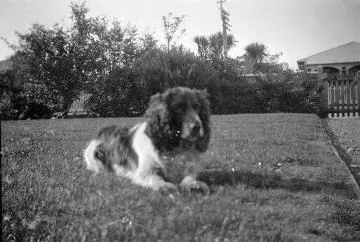 Spaniel dog in a garden : digital